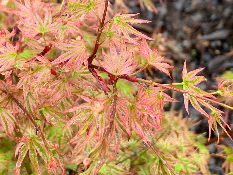 - Acer palmatum 'Ikandi' Japanese Maple - Mr Maple │ Buy Japanese Maple Trees