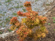 - Acer palmatum 'Mystic Mikawa' Miniature Japanese Maple - Mr Maple │ Buy Japanese Maple Trees
