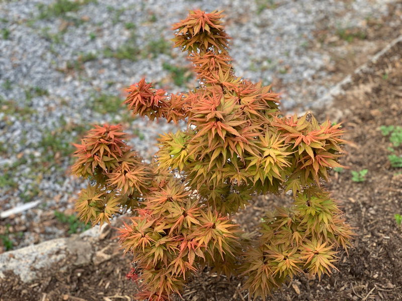 - Acer palmatum 'Mystic Mikawa' Miniature Japanese Maple - Mr Maple │ Buy Japanese Maple Trees