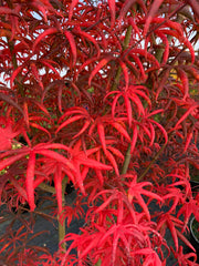 - Acer palmatum 'Peve Starfish' Japanese Maple - Mr Maple │ Buy Japanese Maple Trees
