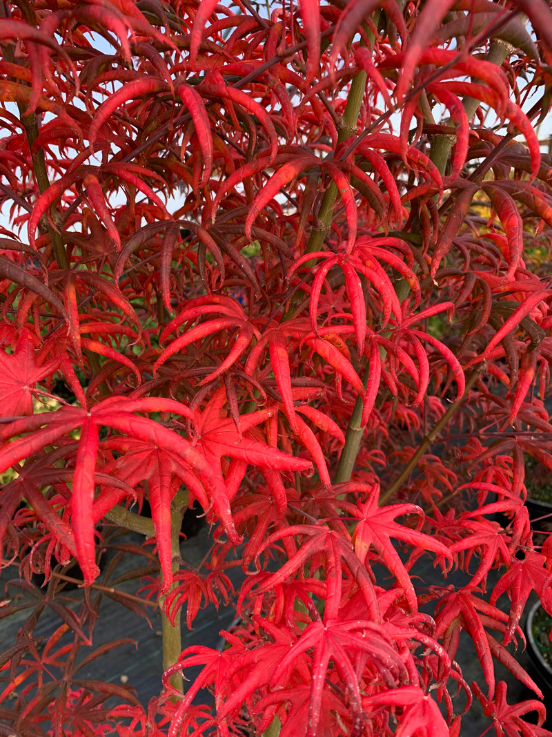 - Acer palmatum 'Peve Starfish' Japanese Maple - Mr Maple │ Buy Japanese Maple Trees