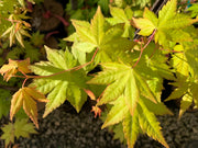 - Acer palmatum 'Dragon Master' Golden Weeping Japanese Maple - Mr Maple │ Buy Japanese Maple Trees