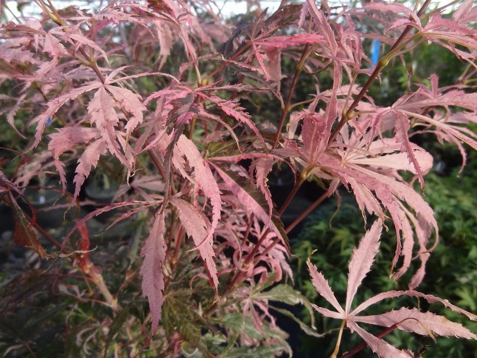 FOR PICKUP ONLY | Acer palmatum 'Lileeanne's Jewel' Japanese Maple | DOES NOT SHIP