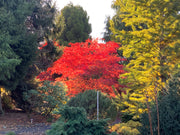 - Acer palmatum 'Purple Ghost' Japanese Maple - Mr Maple │ Buy Japanese Maple Trees
