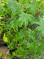 - Acer palmatum 'Rikuzen shidare' Weeping Japanese Maple - Mr Maple │ Buy Japanese Maple Trees