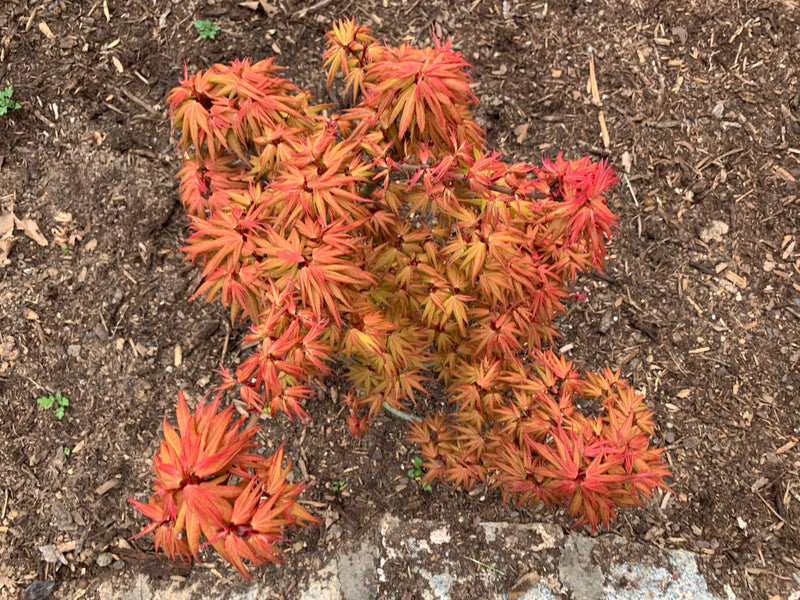 - Acer palmatum 'Mystic Mikawa' Miniature Japanese Maple - Mr Maple │ Buy Japanese Maple Trees