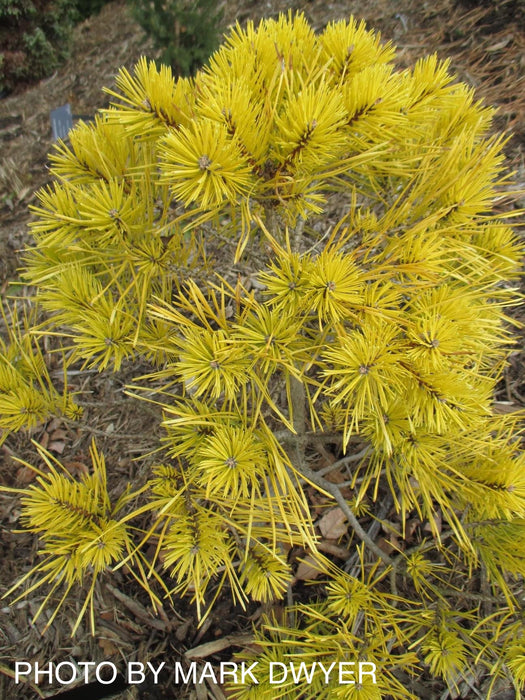 Pinus sylvestris 'Nisbet's Gold' Aurea Nisbet Winter Yellow Scots Pine