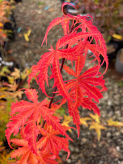 - Acer palmatum 'Orion' Dwarf Red Japanese Maple - Mr Maple │ Buy Japanese Maple Trees
