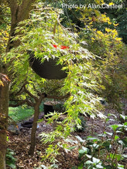 - Acer palmatum 'Fountain of Youth' Japanese Maple - Mr Maple │ Buy Japanese Maple Trees