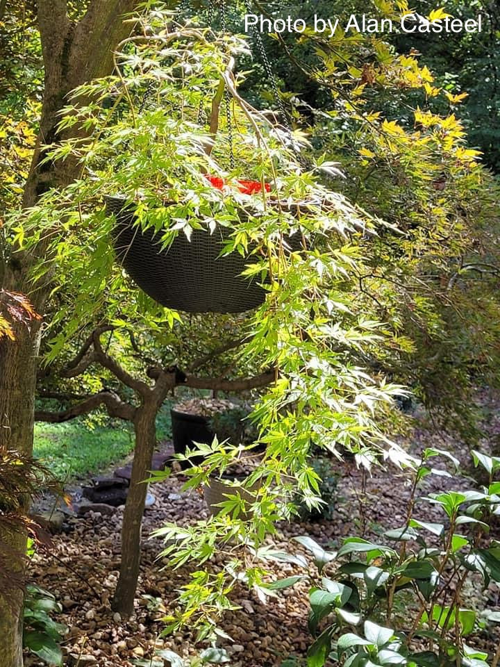 - Acer palmatum 'Fountain of Youth' Japanese Maple - Mr Maple │ Buy Japanese Maple Trees