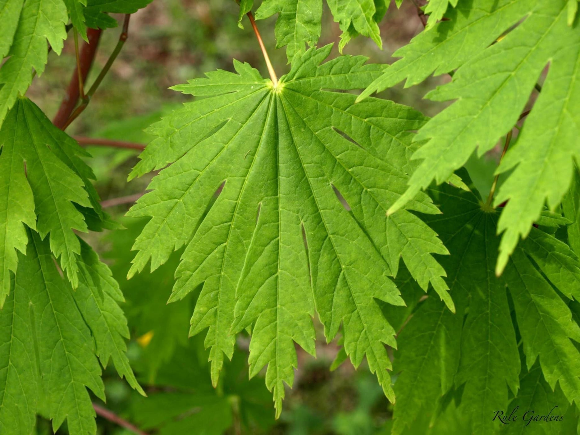 Buy Acer japonicum 'Yama kage' Mountain Shadows Full Moon Japanese ...