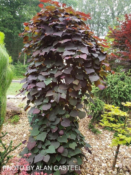Cercis canadensis 'Ruby Falls' Weeping Red Redbud Tree