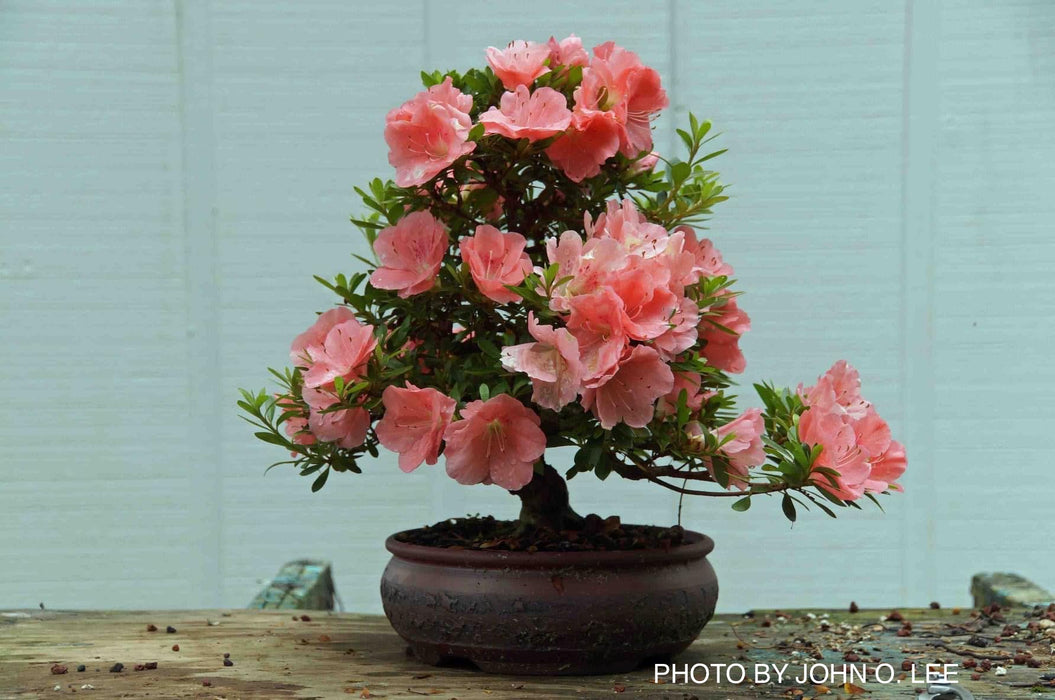 Azalea 'Wakaebisu’ Coral Pink Flowering Satsuki Azalea