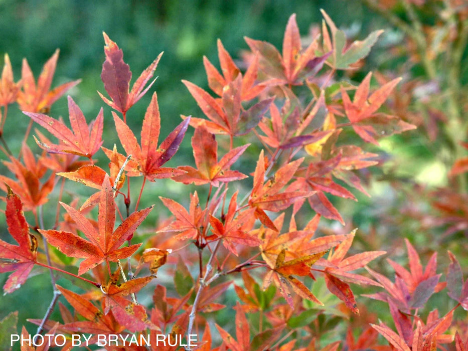 Acer palmatum 'Hoshi kuzu' Variegated Japanese Maple