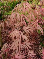 - Acer palmatum 'Lileeanne's Jewel' Japanese Maple - Mr Maple │ Buy Japanese Maple Trees