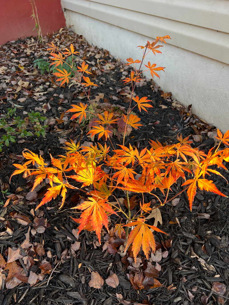 - Acer shirasawanum 'Royalty' Red Full Moon Japanese Maple - Mr Maple │ Buy Japanese Maple Trees