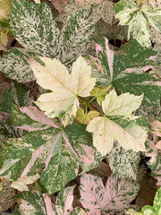 - Acer pseudoplatanus 'Esk Sunset' Rare Variegated Eskimo Sunset Maple - Mr Maple │ Buy Japanese Maple Trees