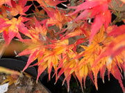 - Acer palmatum 'Koi' Dwarf Japanese Maple - Mr Maple │ Buy Japanese Maple Trees
