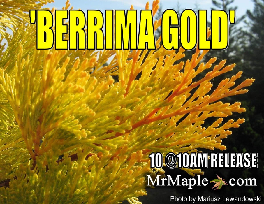 Calocedrus decurrens 'Berrima Gold' Golden Incense Cedar