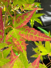 - Acer oliverianum 'Hot Blonde' Golden Japanese Maple - Mr Maple │ Buy Japanese Maple Trees