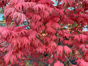 - Acer palmatum x 'Purple Curl' Japanese Maple - Mr Maple │ Buy Japanese Maple Trees