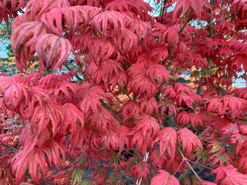 - Acer palmatum x 'Purple Curl' Japanese Maple - Mr Maple │ Buy Japanese Maple Trees