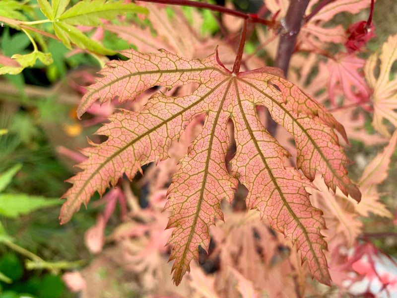 - Acer palmatum 'Strawberry Spring' Reticulated Japanese Maple - Mr Maple │ Buy Japanese Maple Trees