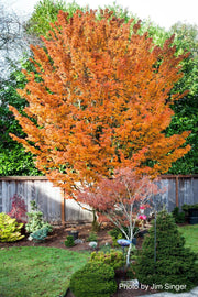 - Acer palmatum 'Shishigashira' Lion's Head Japanese Maple - Mr Maple │ Buy Japanese Maple Trees