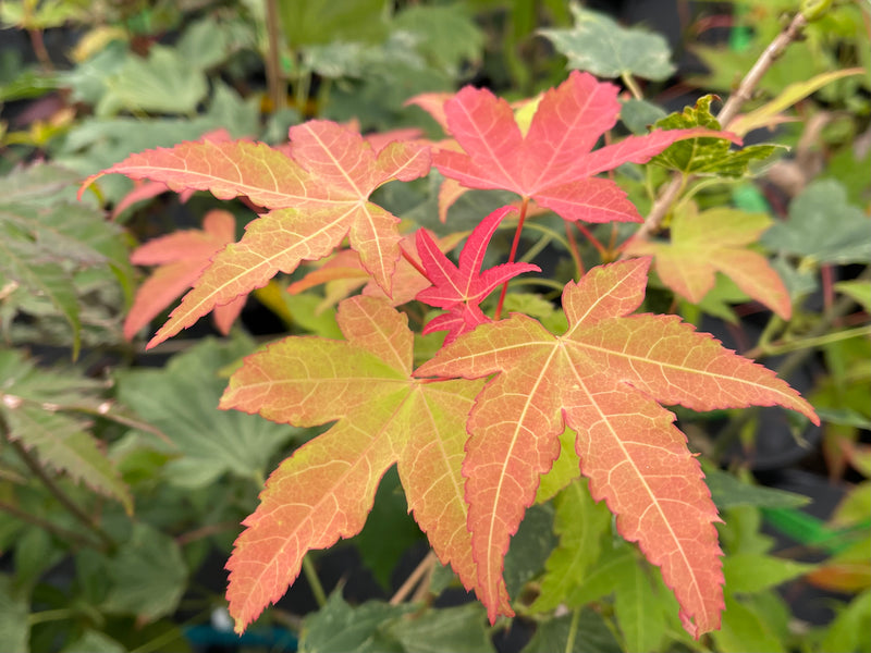 - Acer oliverianum 'Hot Blonde' Golden Japanese Maple - Mr Maple │ Buy Japanese Maple Trees