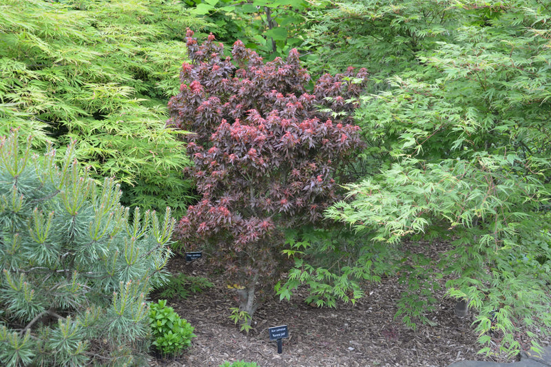 - Acer palmatum 'Kurenai jishi' Red Lion Japanese Maple - Mr Maple │ Buy Japanese Maple Trees
