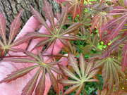 - Acer shirasawanum 'Bronze Age' Bronze Full Moon Japanese Maple - Mr Maple │ Buy Japanese Maple Trees