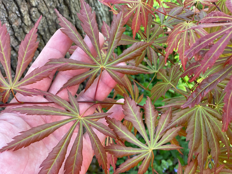 - Acer shirasawanum 'Bronze Age' Bronze Full Moon Japanese Maple - Mr Maple │ Buy Japanese Maple Trees