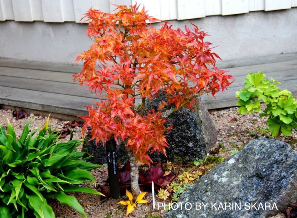 Acer palmatum 'Ryuzu' Dwarf Japanese Maple