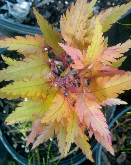 Acer palmatum 'Verkade's Jacus Potus' Japanese Maple