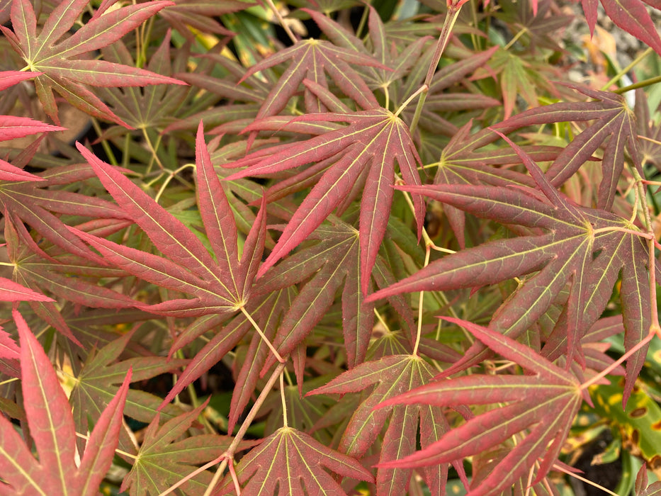 Acer palmatum 'Spring Plum' Japanese Maple