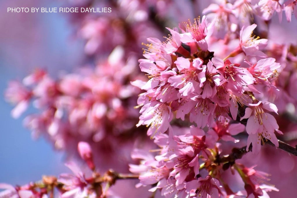 Prunus x incam 'Okame' Pink Flowering Cherry Tree