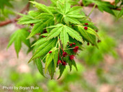 - Acer palmatum 'Sango kaku' Coral Bark Japanese Maple - Mr Maple │ Buy Japanese Maple Trees