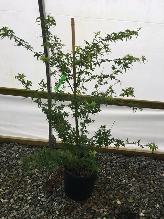 Acer palmatum 'Matthew' Dwarf Japanese Maple