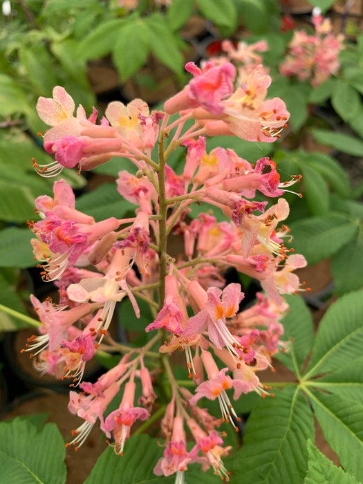 Aesculus x carnea 'Fort McNair' Red Flowering Horse Chestnut Tree