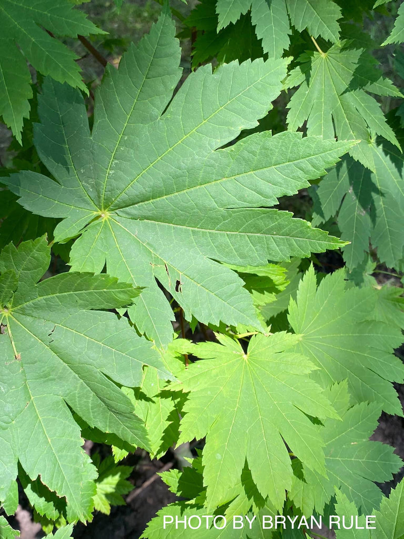 - Acer japonicum 'Vitifolium' Large Leaf Full Moon Japanese Maple - Mr Maple │ Buy Japanese Maple Trees