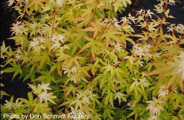 Acer palmatum 'Corvallis Broom' Dwarf Coral Bark Japanese Maple