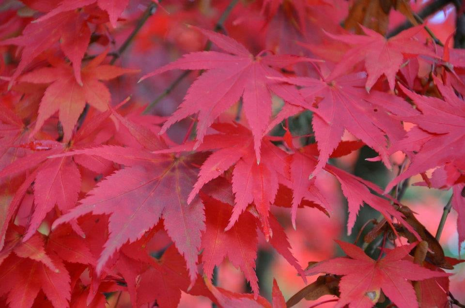 Acer palmatum 'Westonbirt Red' Japanese Maple