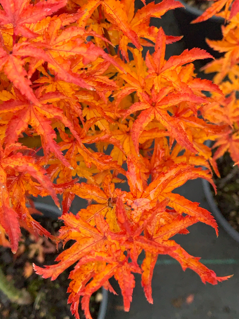 - Acer palmatum 'Shishigashira' Lion's Head Japanese Maple - Mr Maple │ Buy Japanese Maple Trees