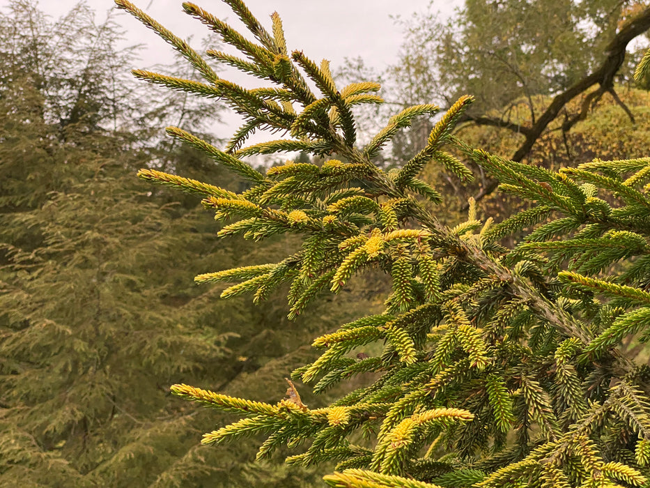 Picea orientalis 'Skylands' Golden Oriental Spruce