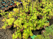 - Acer palmatum 'Dragon Master' Golden Weeping Japanese Maple - Mr Maple │ Buy Japanese Maple Trees