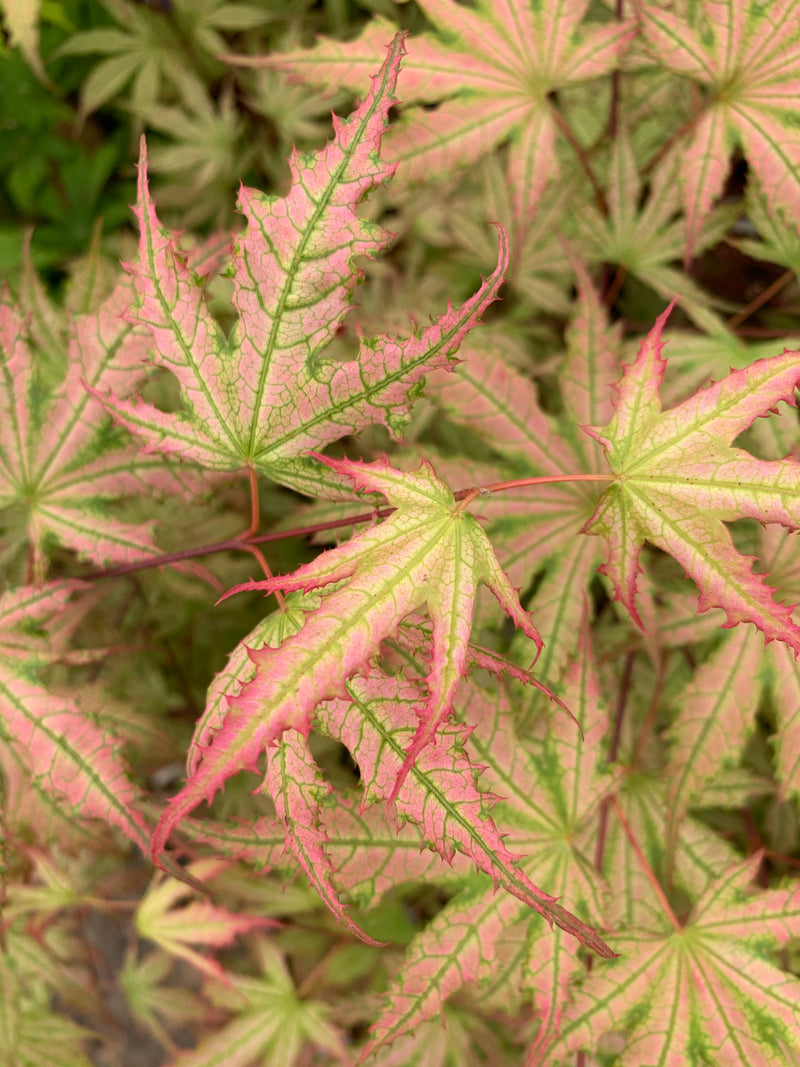 - Acer palmatum 'Firefly' Japanese Maple - Mr Maple │ Buy Japanese Maple Trees