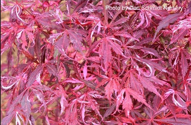 - Acer palmatum 'Lileeanne's Jewel' Japanese Maple - Mr Maple │ Buy Japanese Maple Trees