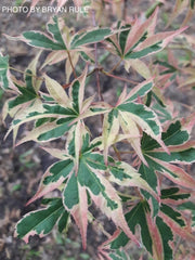 - Acer palmatum 'Beni shichihenge' Pink Variegated Japanese Maple - Mr Maple │ Buy Japanese Maple Trees