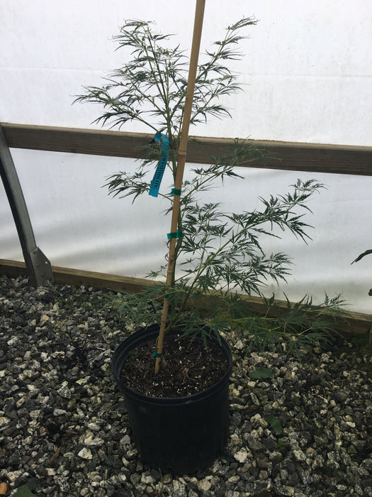 Acer palmatum 'Ao shidare' Blue Green Weeping Japanese Maple
