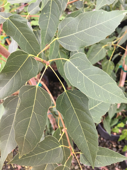 Acer oblongum Rare Chinese Semi Evergreen Maple